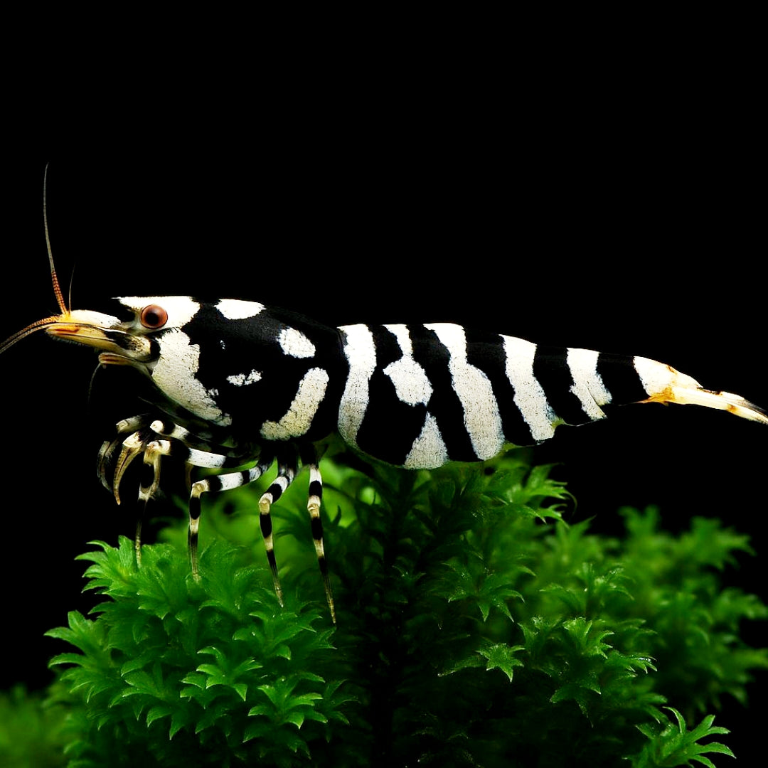 Caridina logemanni - Zwerggarnele „Galaxy Black“
