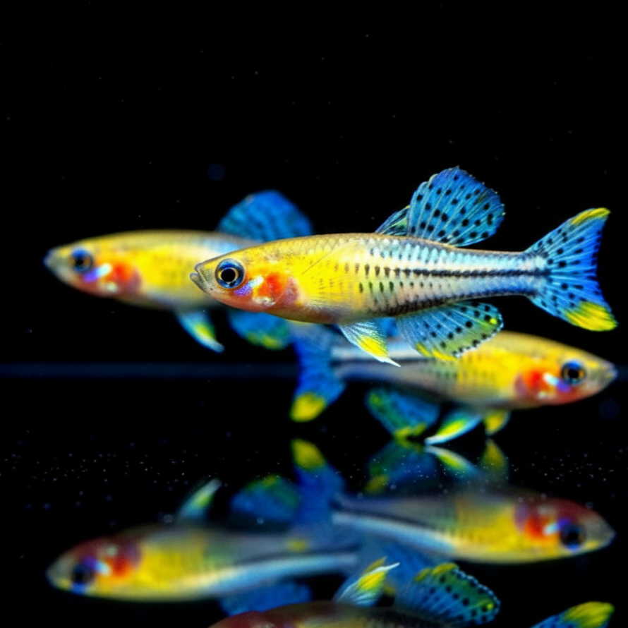 Pseudomugil gertrudae - Geflecktes Blauauge