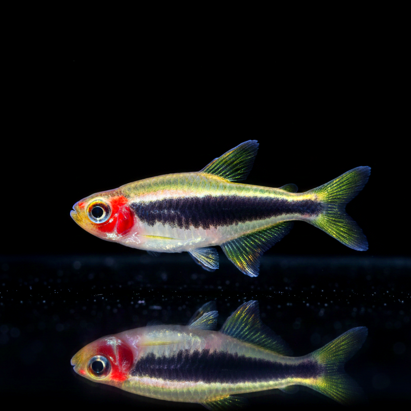 Tucanosalmler – Tucanoichthys tucano