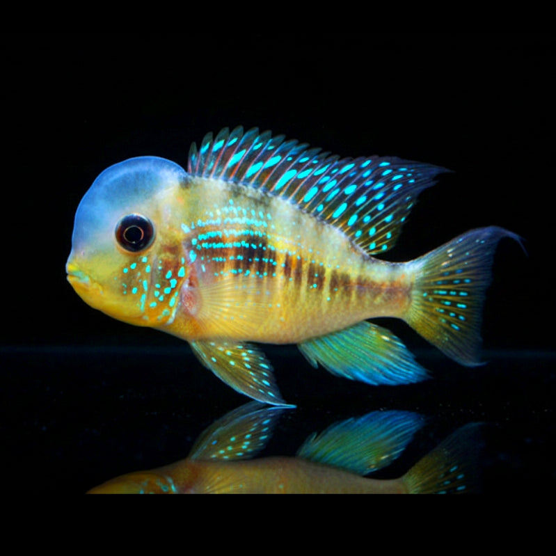 Ballonkopf-Erdfresser – Gymnogeophagus balzanii