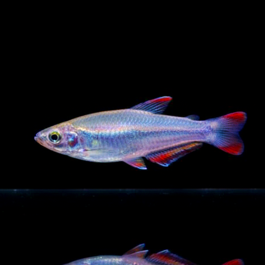 Rotschwanzährenfisch – Bedotia madagascariensis 🐟🔥