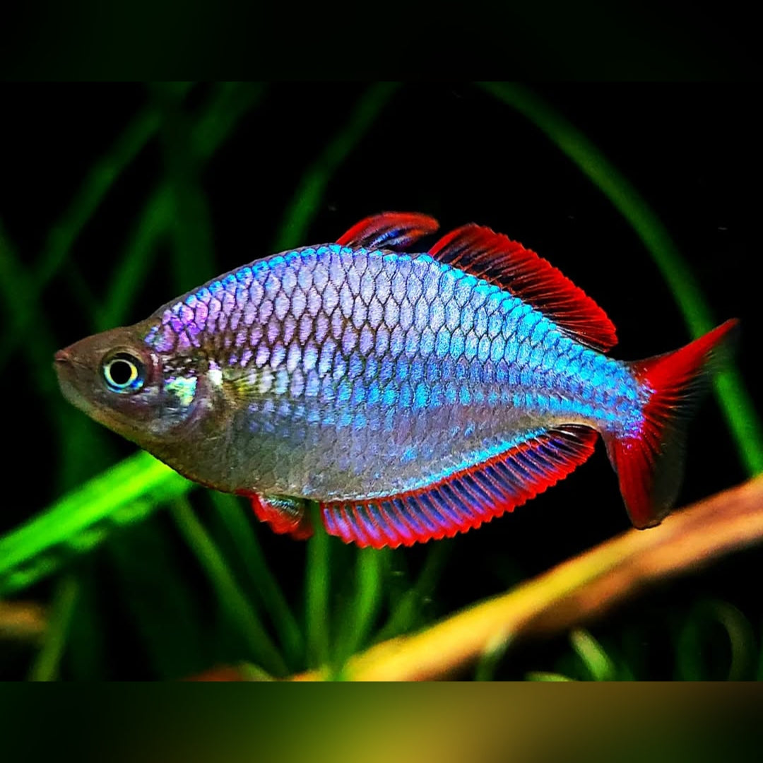 Pracht Regenbogenfisch – melanotaenia praecox 🐟✨