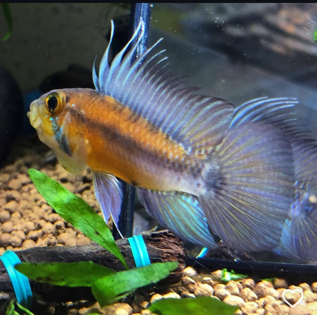 Apistogramma atahualpa – Der Gelbkehl-Zwergbuntbarsch mit Charakter