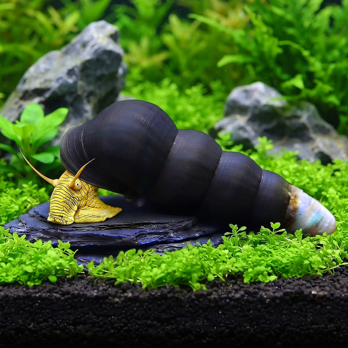 Tylomelania cf. Gelbe Pososchnecke - 💛💚