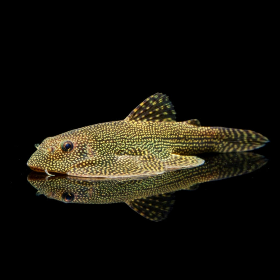 Punktierter Prachtflossensauger – Sewellia spec. "Spotted"