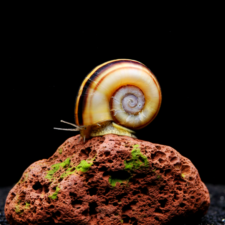 Goldene Paradiesschnecke – Marisa cornuarietis 🐌🌿