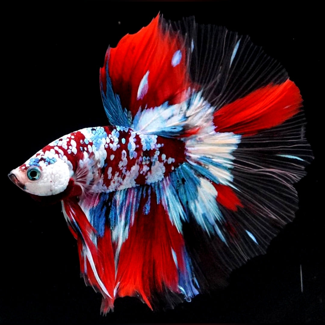 Betta splendens "Halfmoon Galaxy Candy" – Farbenfroher Kampffisch mit spektakulärer Musterung