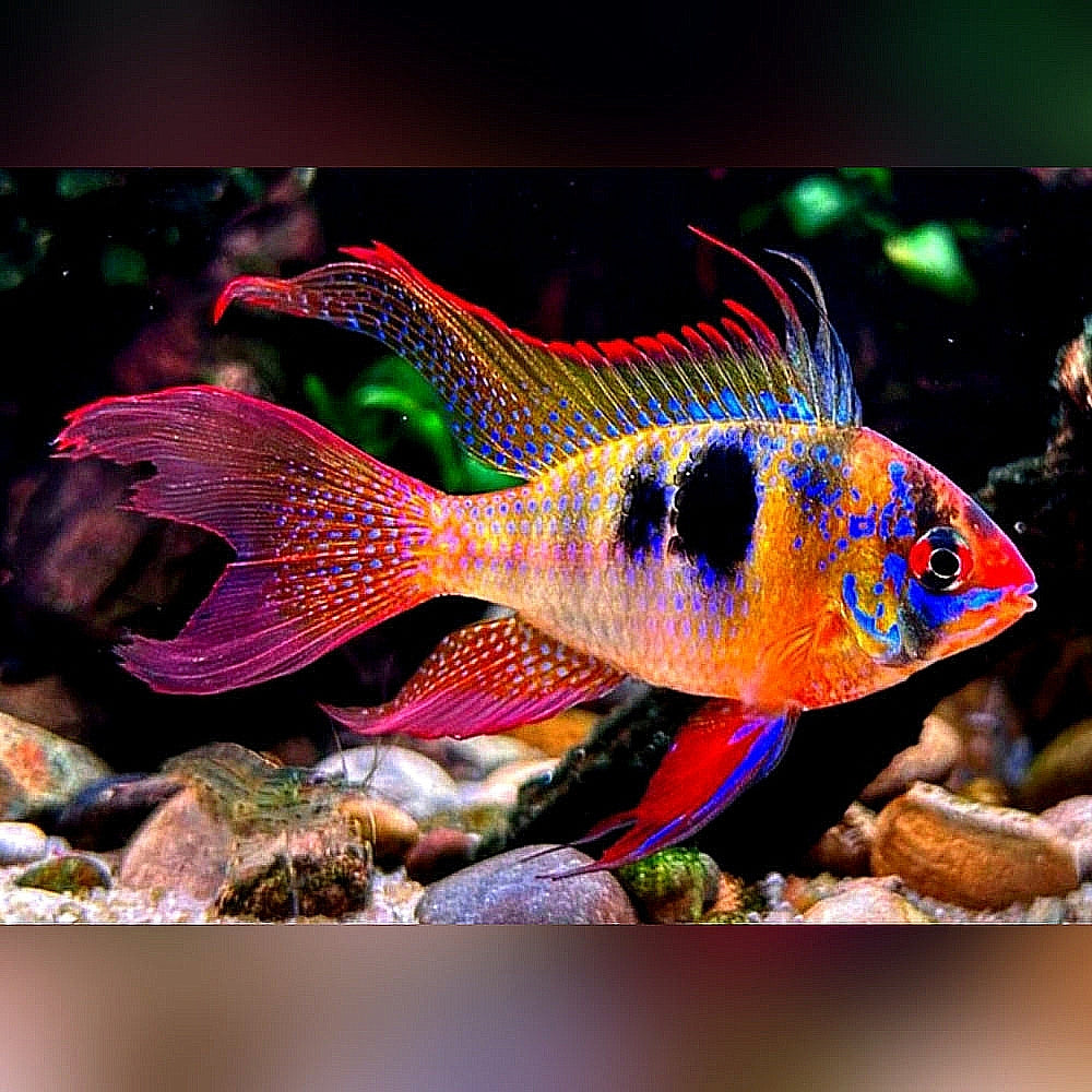 Schmetterlingsbuntbarsch "LongFin" – Microgeophagus ramirezi