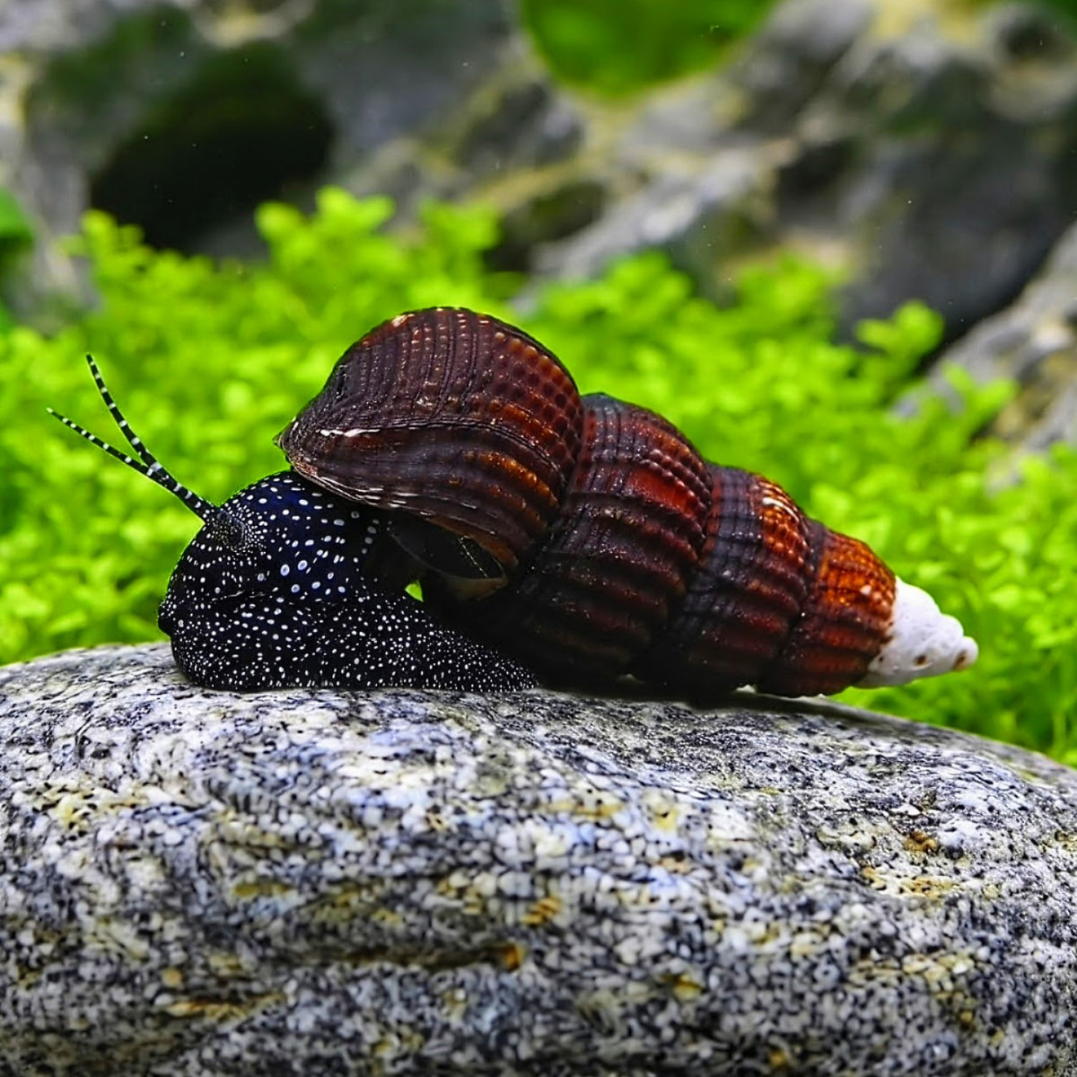 Tylomelania patriarchalis - Weiße Perlhuhn Turmdeckelschnecke 🤍🖤