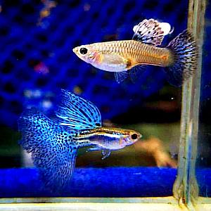 Hochzucht Guppy - Blue Grass