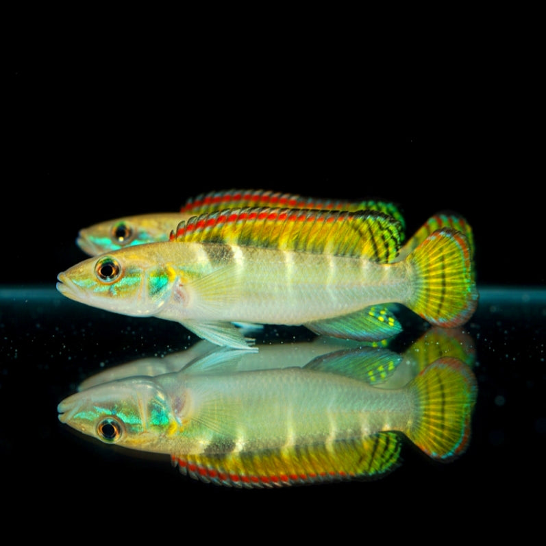 Schmalkopf-Hechtbuntbarsch – Crenicichla compressiceps (Wallaciia compressiceps)