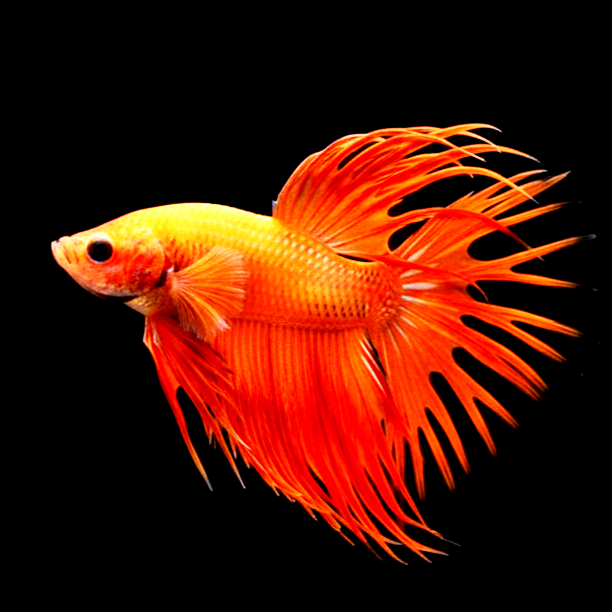 Kampffisch Betta splendens – Corwntail Orange