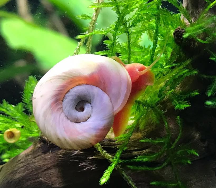 Posthorn Schnecke "Rosa"   - PHS