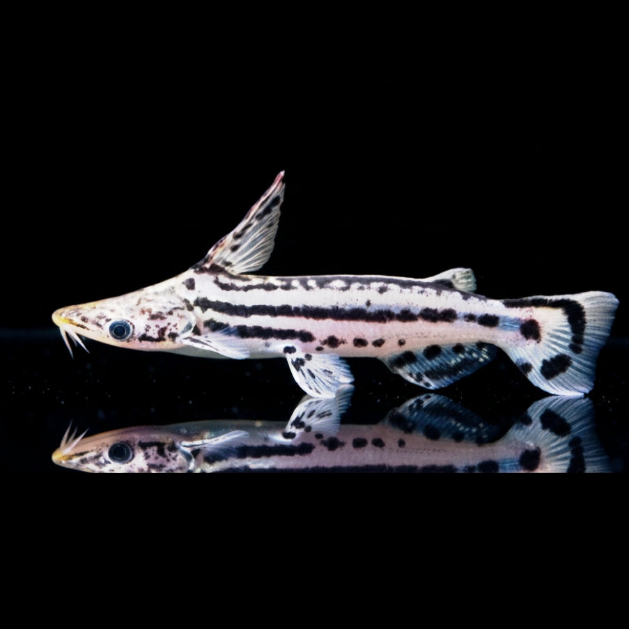 Ageneiosus magoi 🇨🇴  

Stichlingwels aus Kolumbien