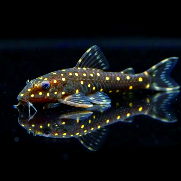 Weißpunkt-Ohrgitterharnischwels – Parotocinclus haroldoi 🐟❄️