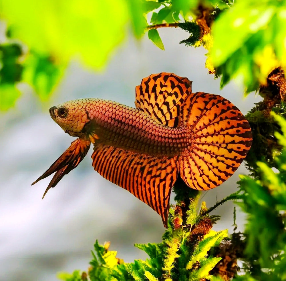 Betta splendens Kampffisch "Alien Red"