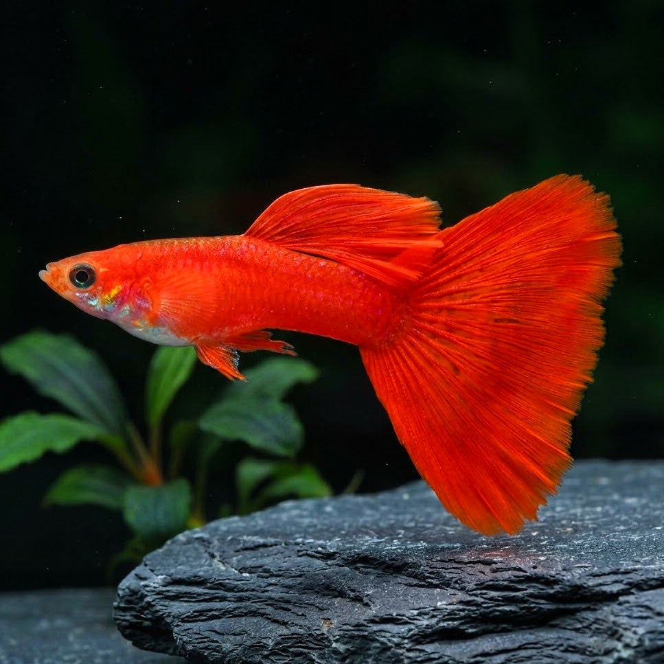 Hochzucht Guppy - ❤️ Full Red