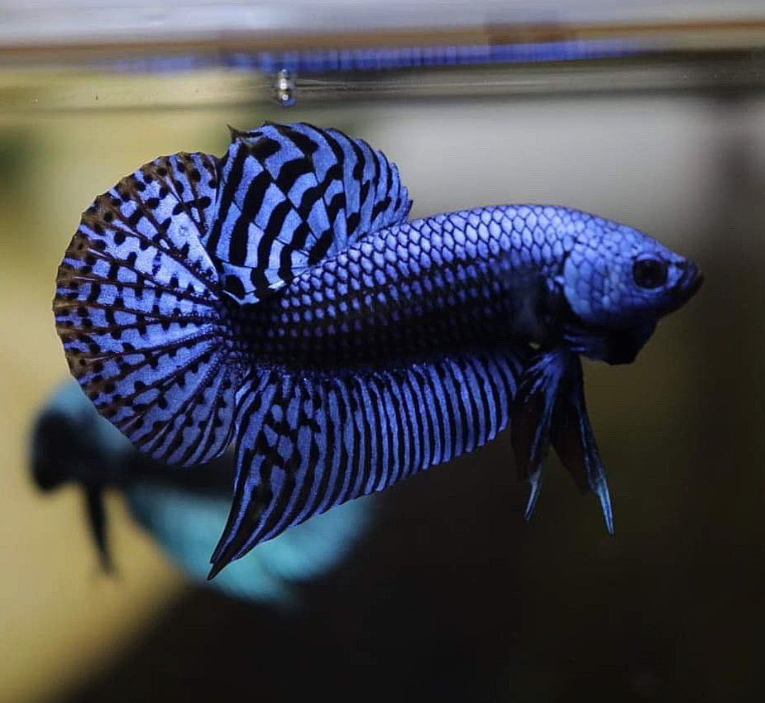 Betta splendens "Alien Blue" –  Zuchtkampffisch mit metallisch blauer Färbung Kampffisch