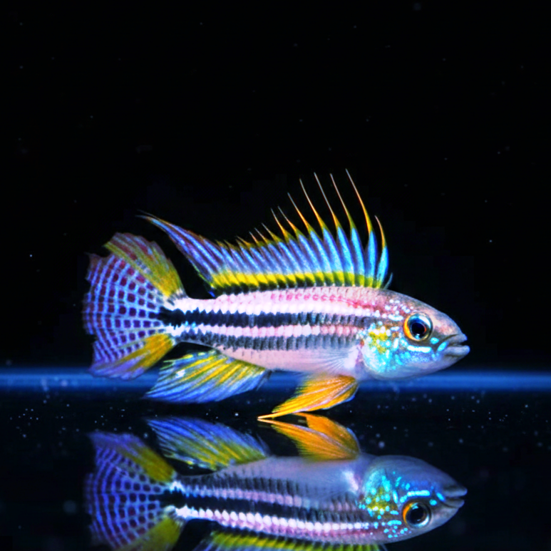 Dreistreifen Zwergbuntbarsch – Apistogramma trifasciata 🐠🌿