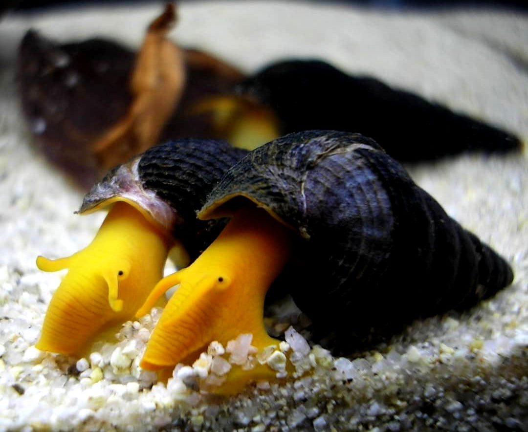 Orangene Felsenschnecke - Orange Tylomelania