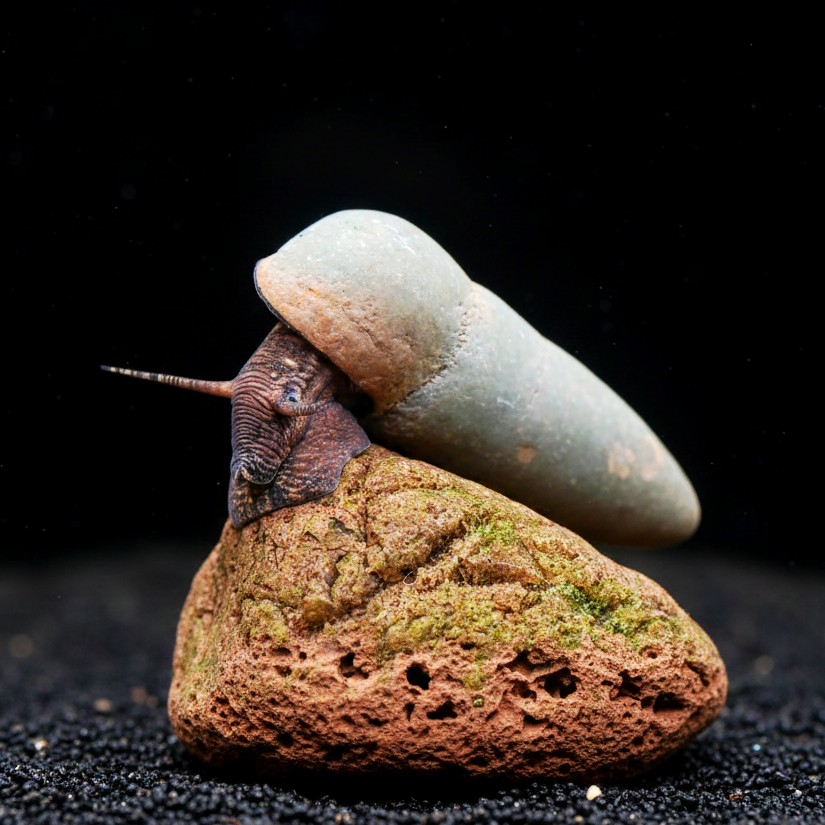 Tylomelania perfecta - Donnerkeil Schnecke