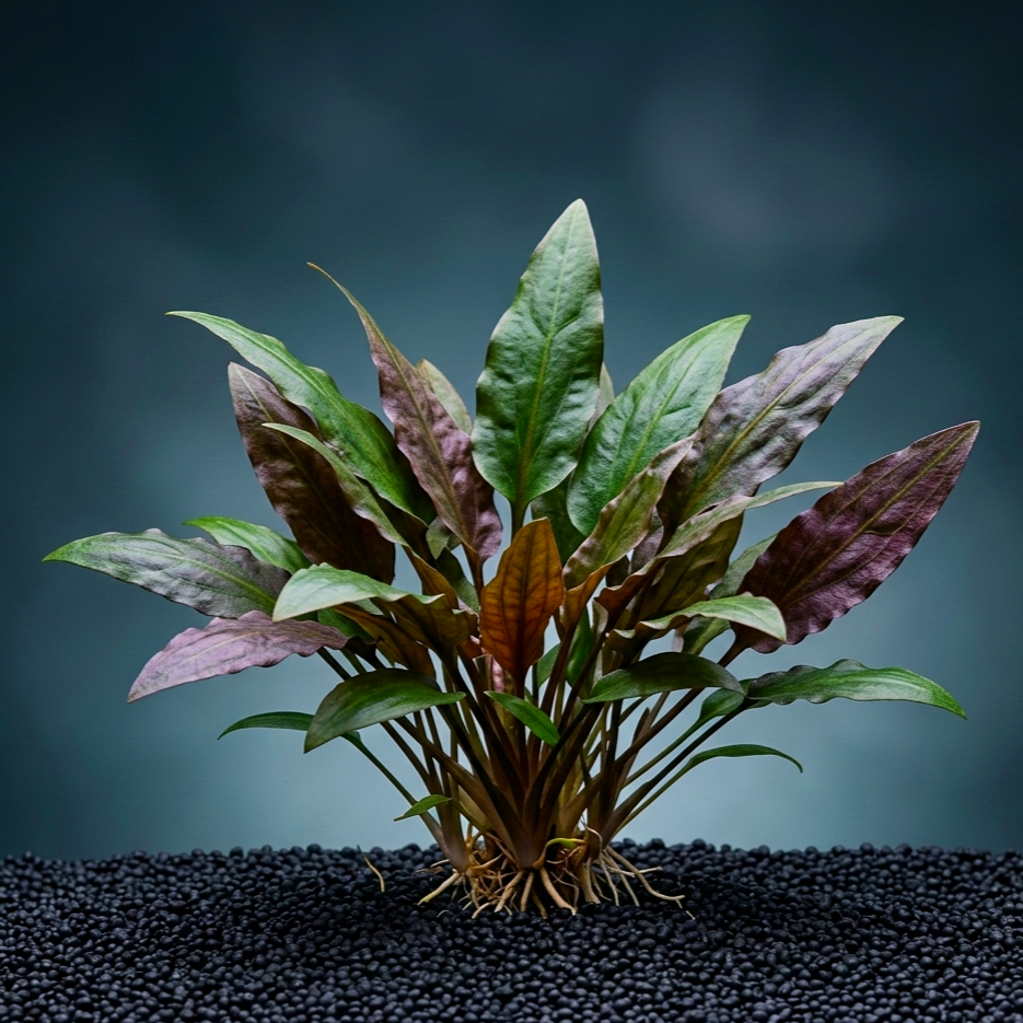 Cryptocoryne affinis / Dennerle-Plants