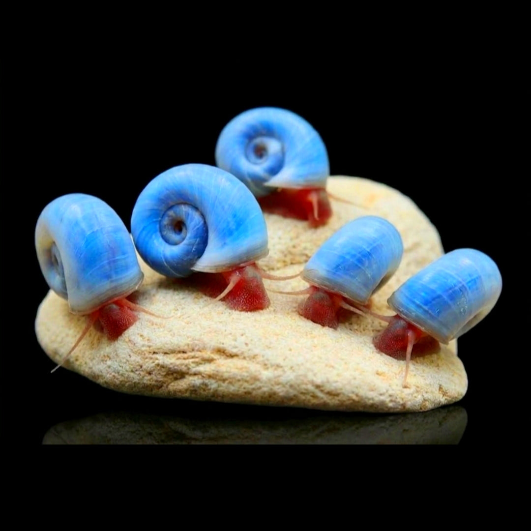 Posthornschnecke "Blau" – PHS