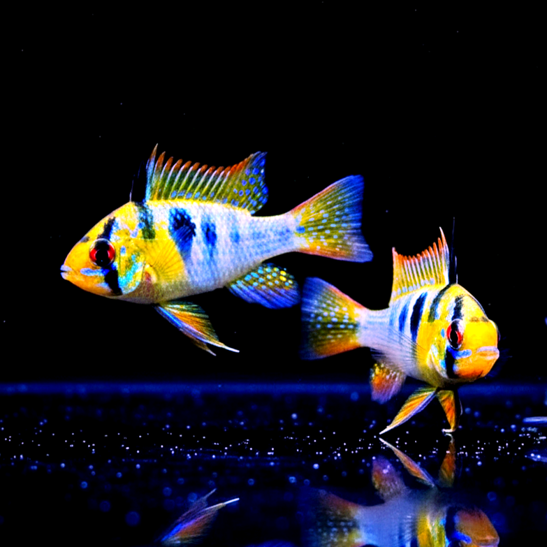 Schmetterlingsbuntbarsch (Microgeophagus ramirezi) aus Liebevoller Zucht !