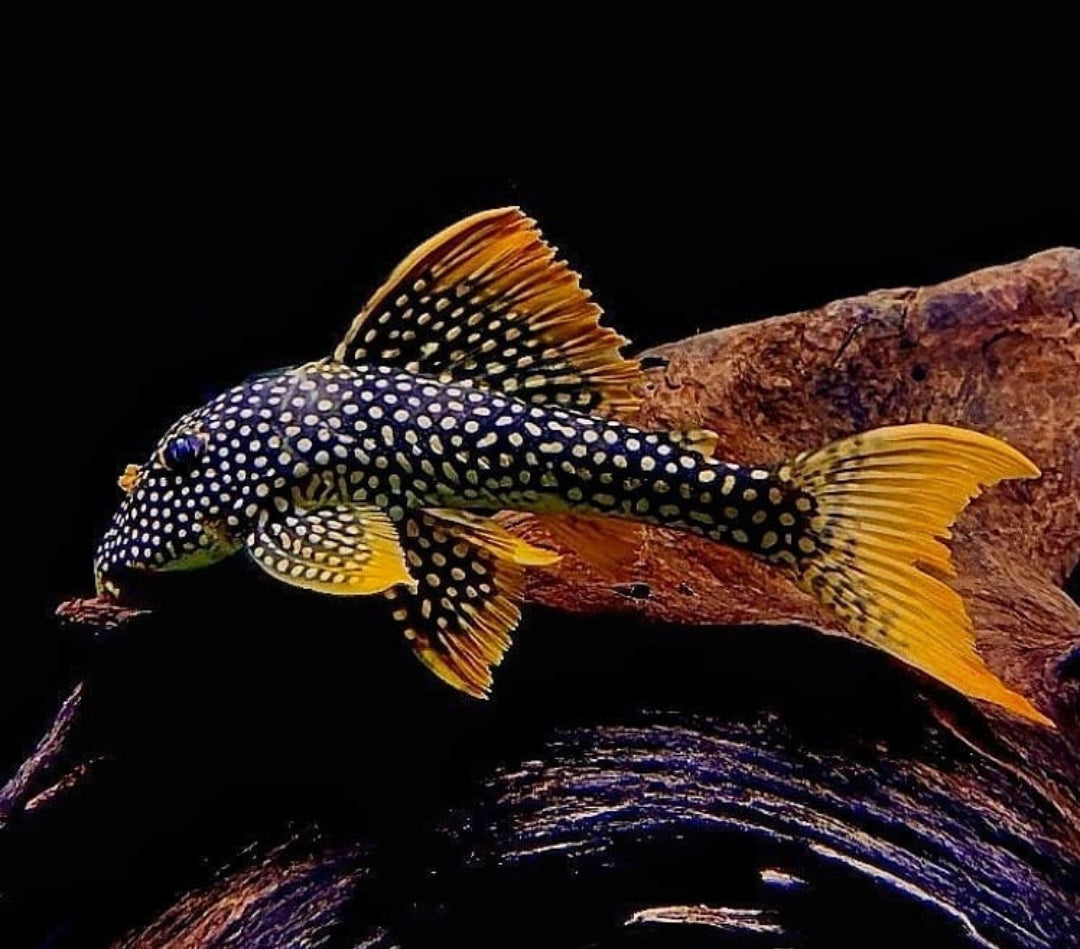 Sonnenwels – Scobinancistrus aureatus 'L014' ☀️🐟 ca. 10-12 cm