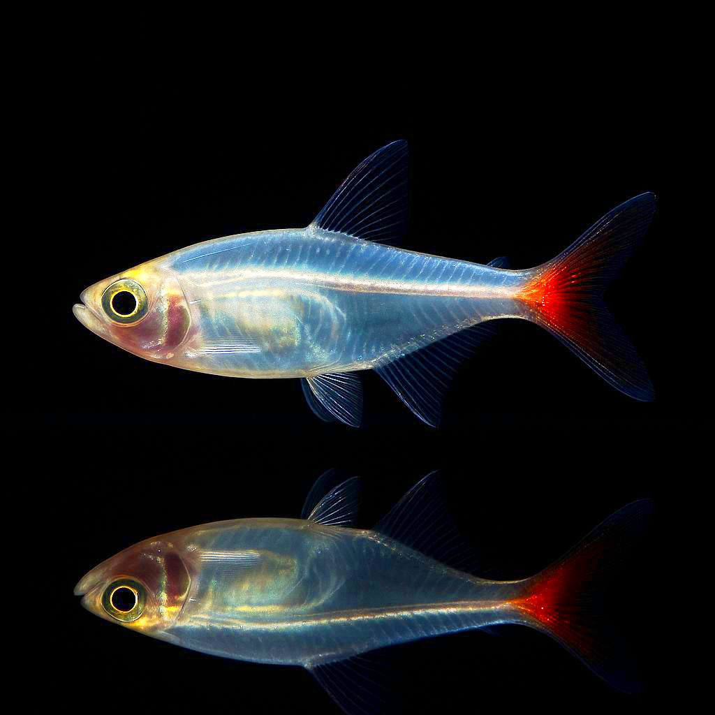 Prionobrama filigera – Der Glassalmler für dein Aquarium