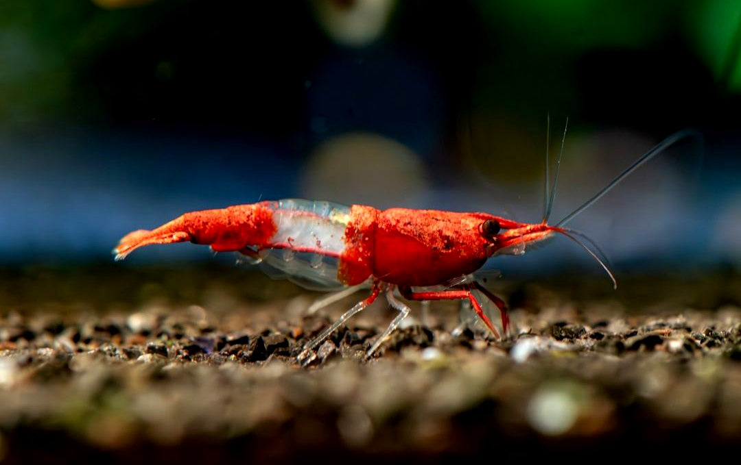 Red Rilli Garnelen - Neocaridina