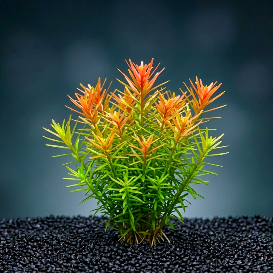 Didiplis diandra CUP / Dennerle-Plants