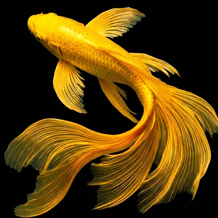 Koi Butterfly Mix - Karpfen - Cyprinus carpio 🤍♥️🧡 AquaTimo