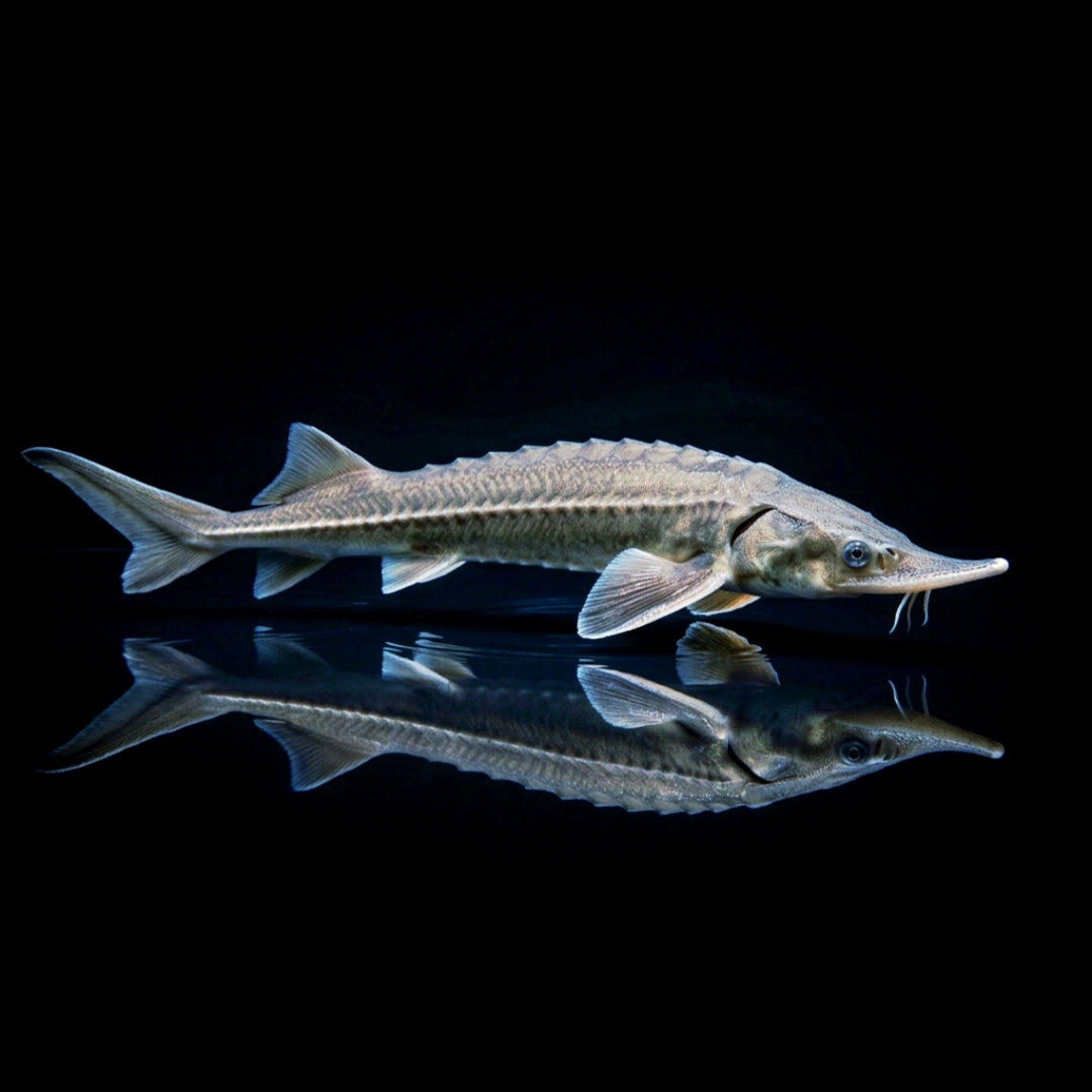 Sterlets (Acipenser ruthenus) – Der ideale Stör für den Gartenteich