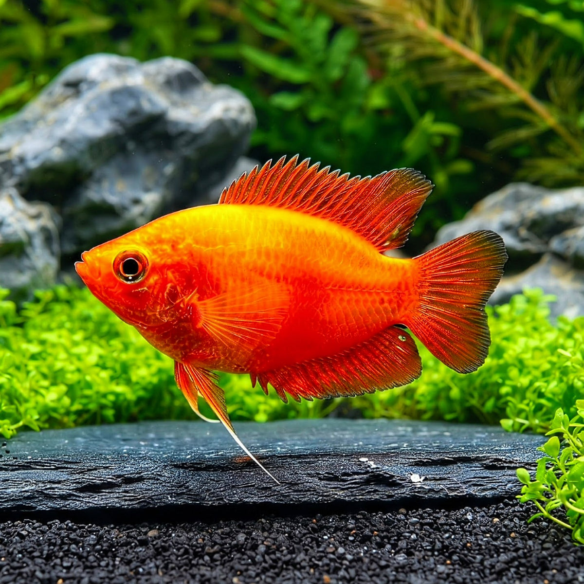 Honiggurami „Feuerrot“ (Colisa chuna red fire bzw. Trichogaster chuna red fire)