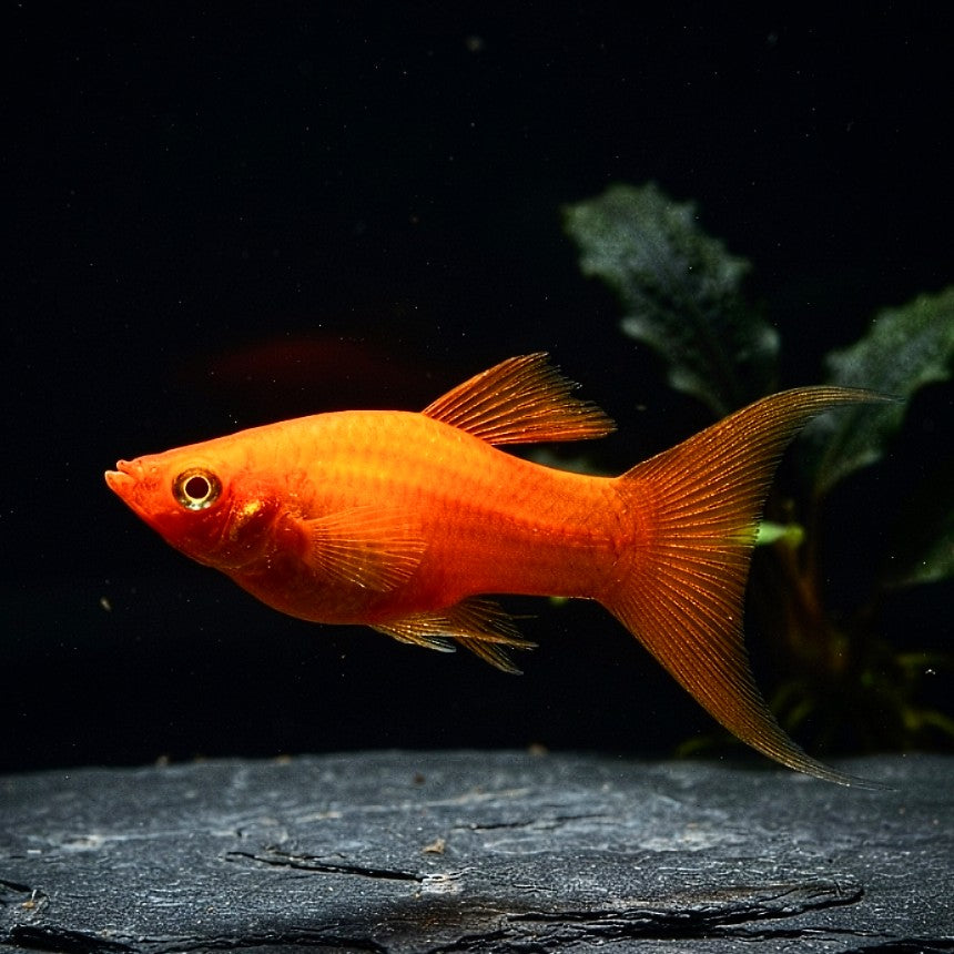 Molly Rot/Orange – 🧡 Lebendige Farben und friedliches Wesen