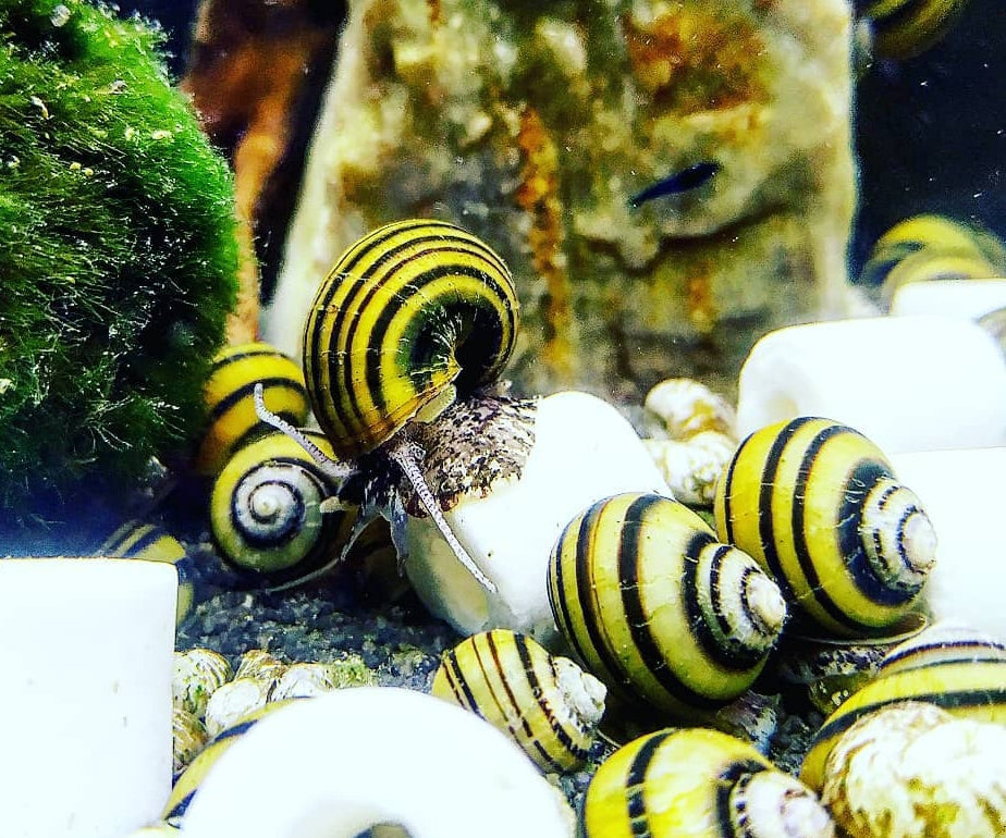 Zebra Apfelschnecke – Asolene spixi 🐌