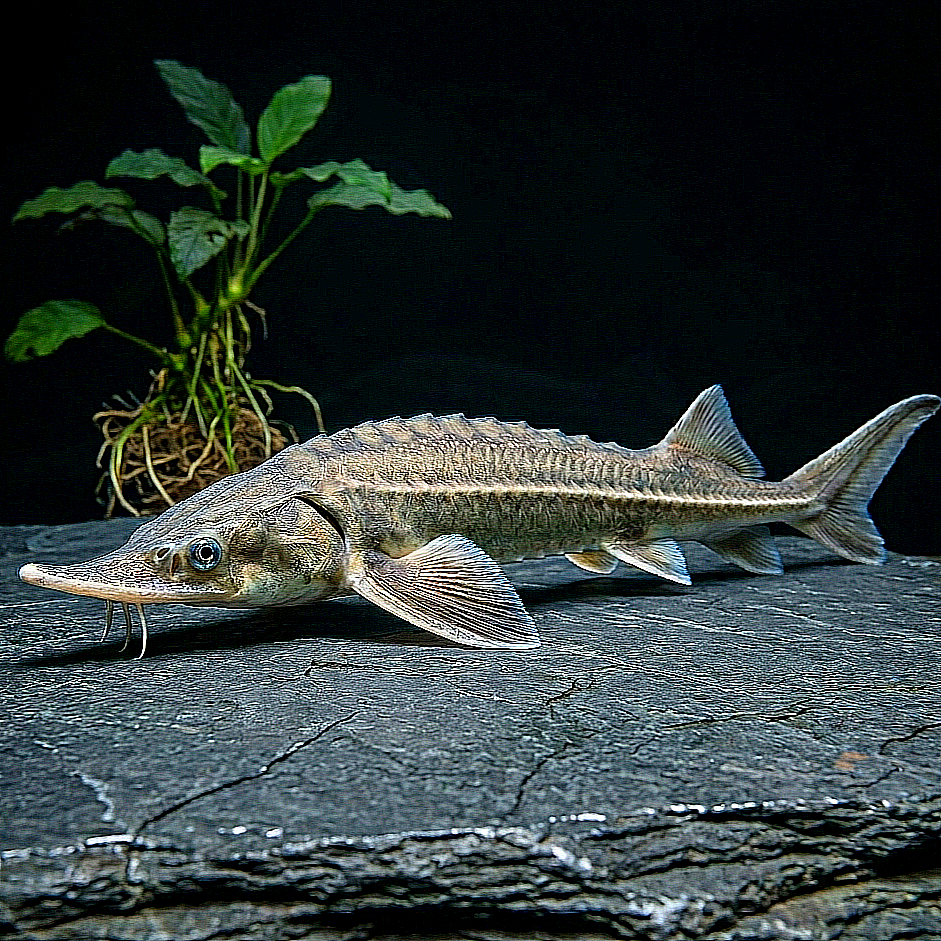 Sterlets (Acipenser ruthenus) – Der ideale Stör für den Gartenteich