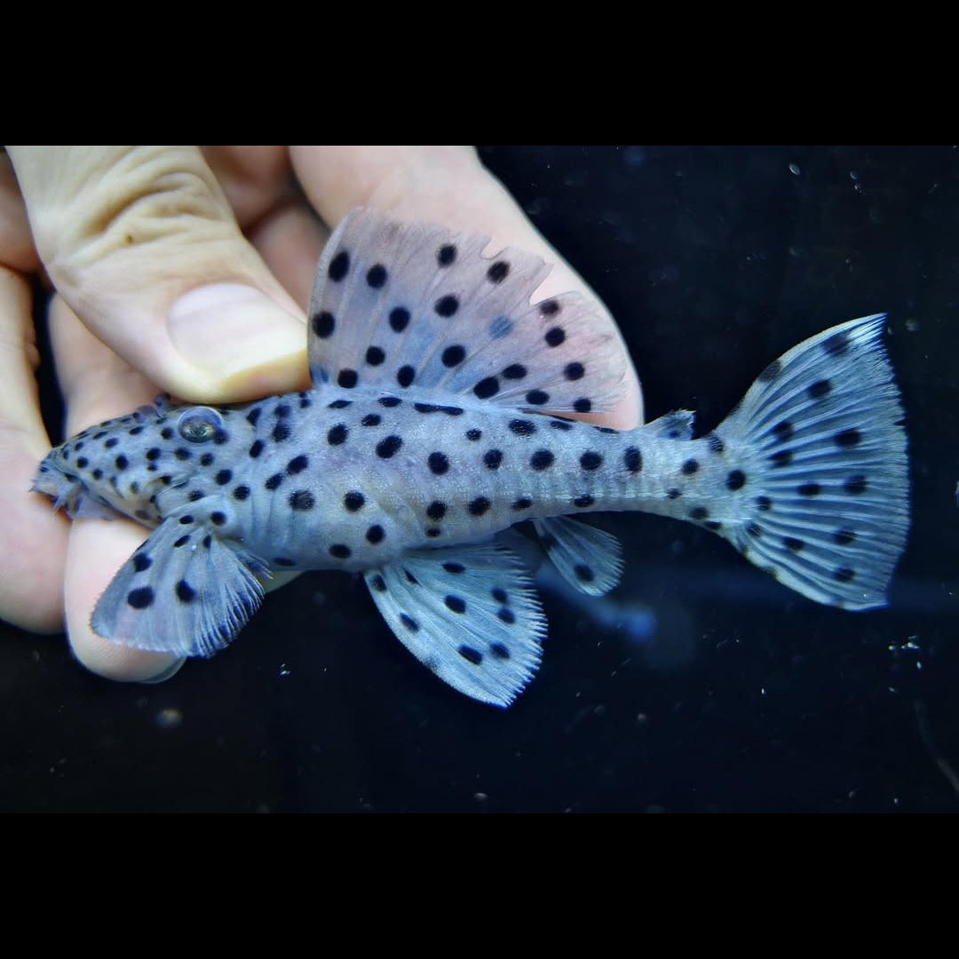 Weißflossen-Kaktuswels – L264 🤍🖤  
(Leporacanthicus joselimai)