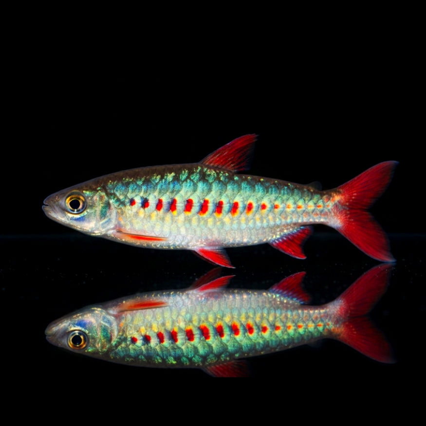 Rotflossen-Glanzsalmler – Chalceus erythrurus