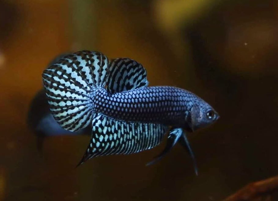 Betta splendens "Alien Blue" –  Zuchtkampffisch mit metallisch blauer Färbung Kampffisch