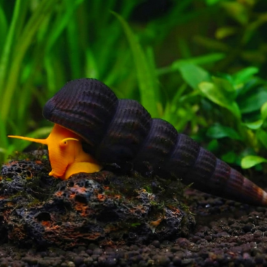 Tylomelania Orange - 🧡Felsenschnecke 5-8 cm groß