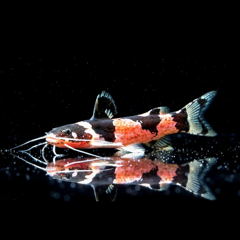 Südamerikanischer Hummelwels  

Microglanis poecilus