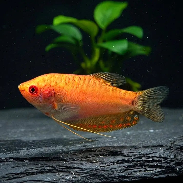 Goldener Fadenfisch (Trichogaster trichopterus "Gold/Orange") AquaTimo