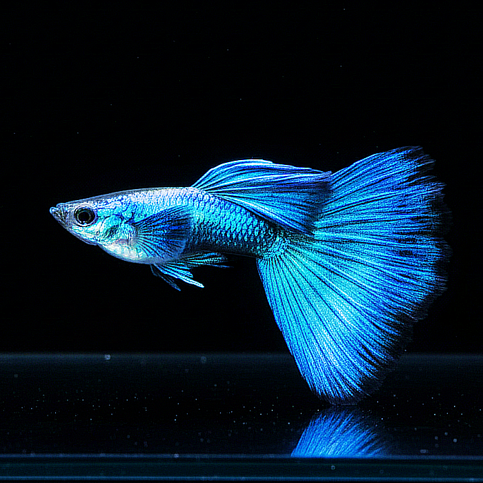 Hochzucht Guppy - Blue Moscow