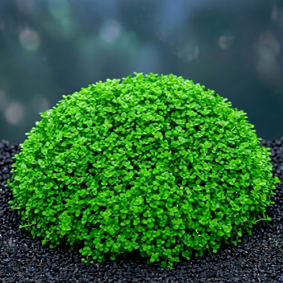 Hemianthus callitrichoides 'Cuba' / Dennerle-Plants