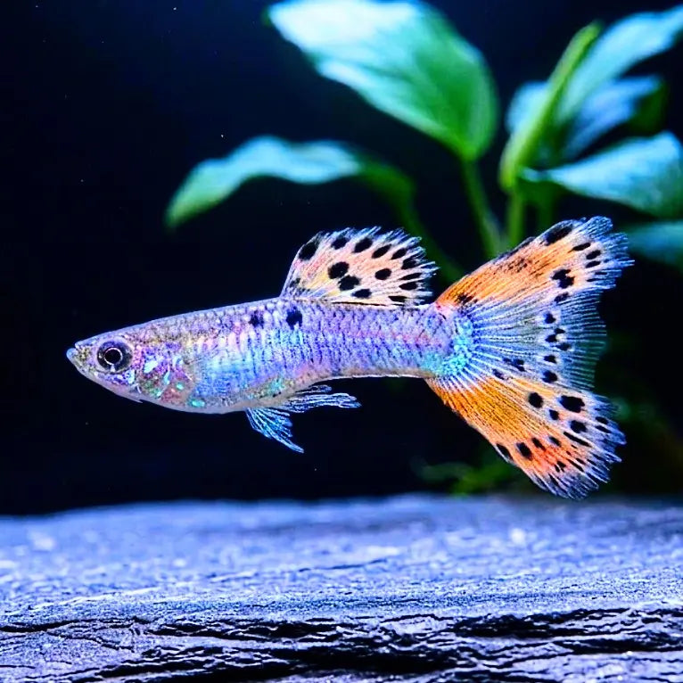 Hochzucht-Guppy - 💙❤️🧡💛 Wundertüte-Mix AquaTimo