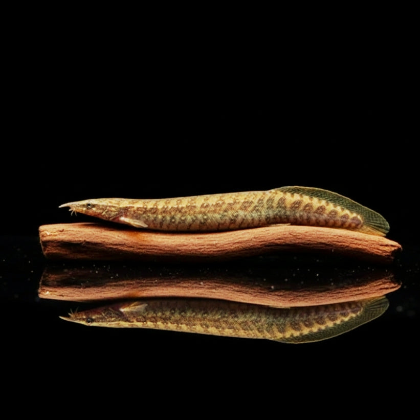 Gefleckter Stachelaal – Mastacembelus maculatus