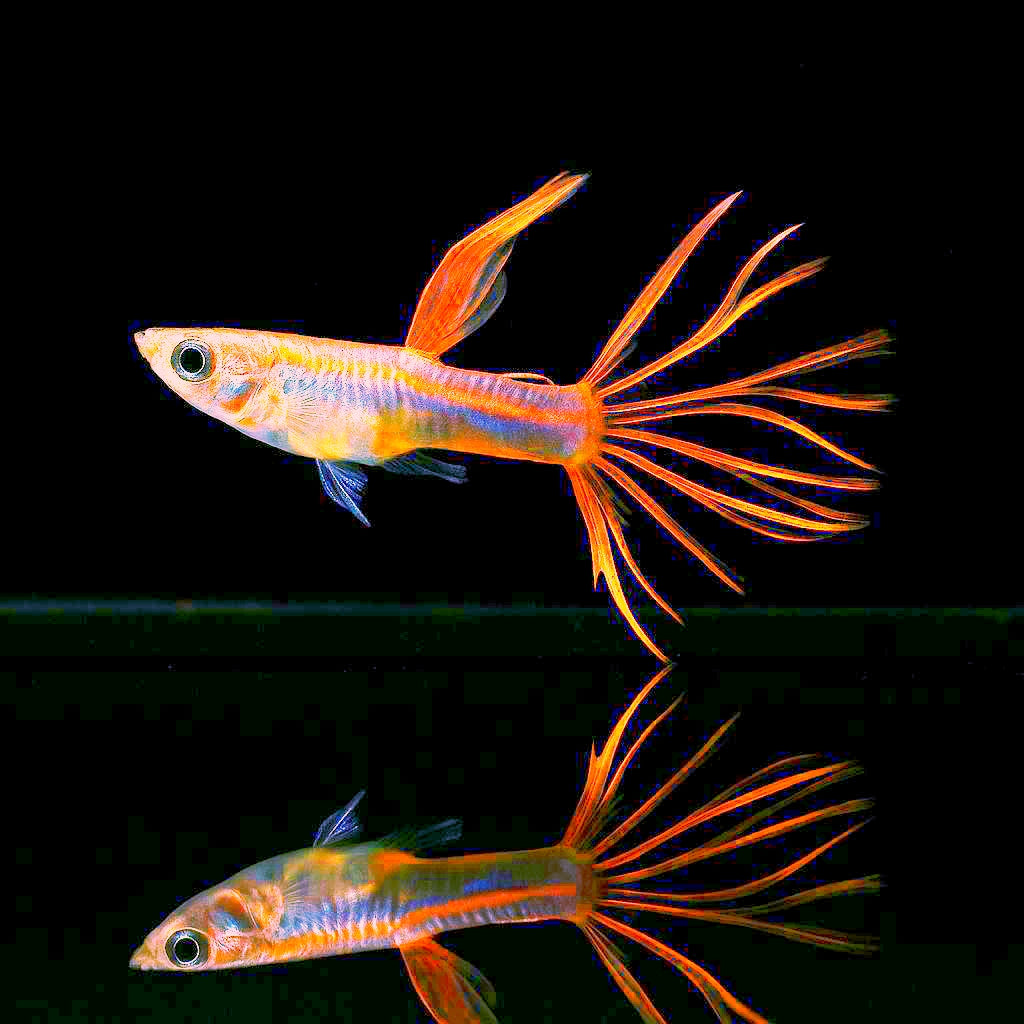 Hochzucht Guppys - Crowntail Red