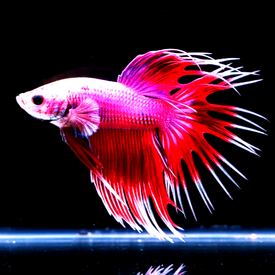 Kampffisch Betta splendens – Cowntail Purple